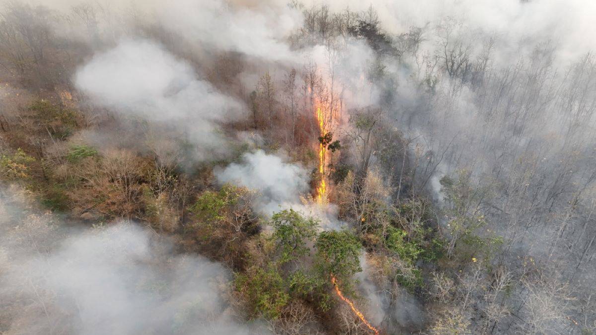 Queimada em uma floresta