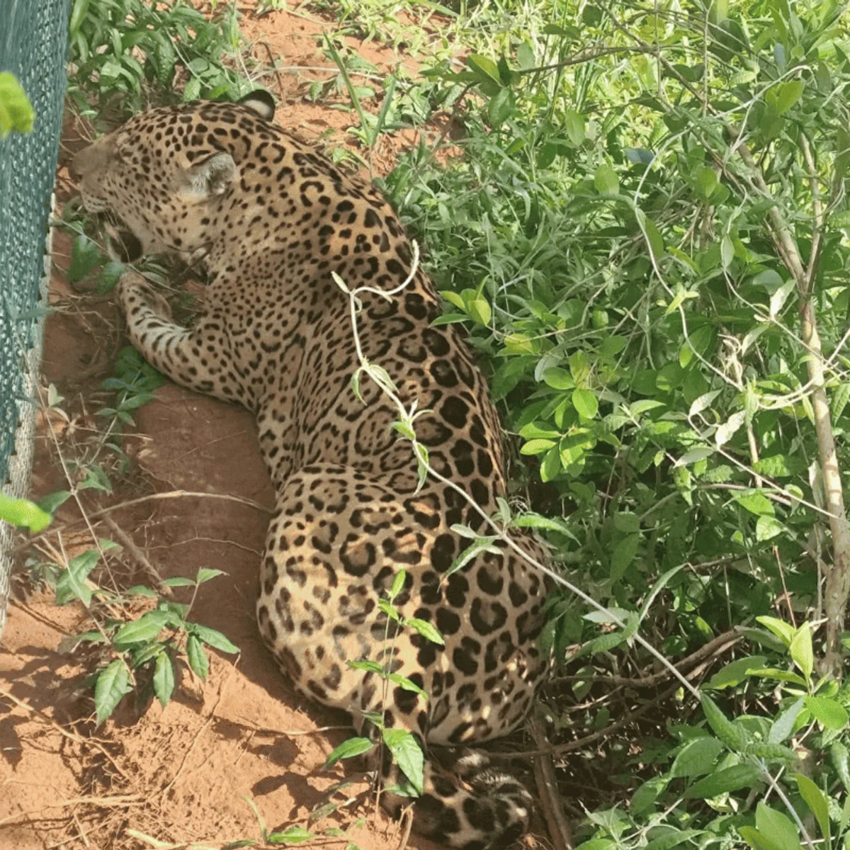 Encontrada em rodovia de SP, onça é conduzida de volta à parque estadual