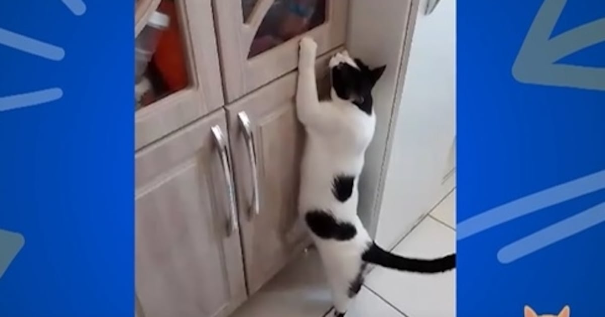 Gatinha usa charme para ganhar mais uma bolachinha e vira destaque no ‘Soltando os Bichos’