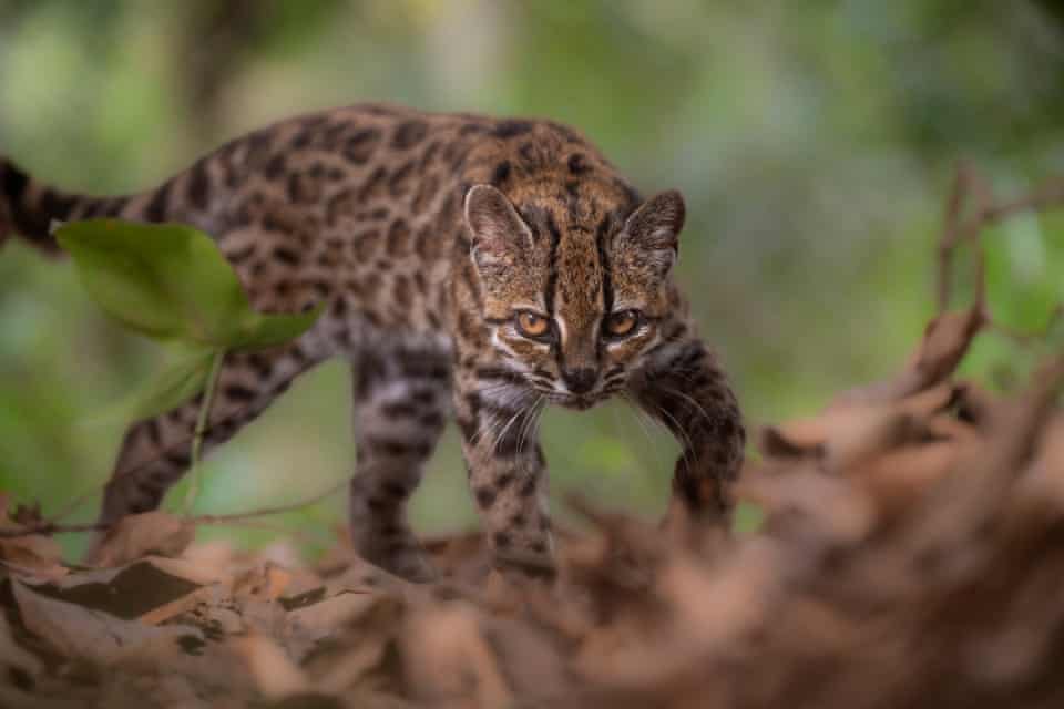 Semana na vida selvagem: um pequeno felino-tigre, ursos no quintal e umaouriça-do-mar rosa fruncida