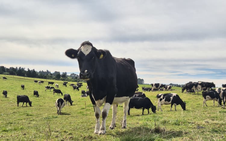 Since putting the herd home in, the farm's milk solids production increased by 30,000 kilograms by allowing an extra month of milking.