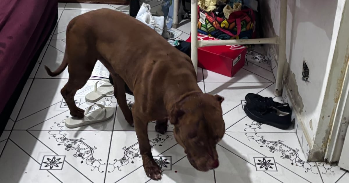 Criança de 3 anos morre após ser atacada por pitbull em Cosmos, no Rio; tutor do animal foi preso