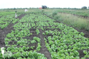 Solar irrigation doubles production and cuts costs for Afgoye farmers
