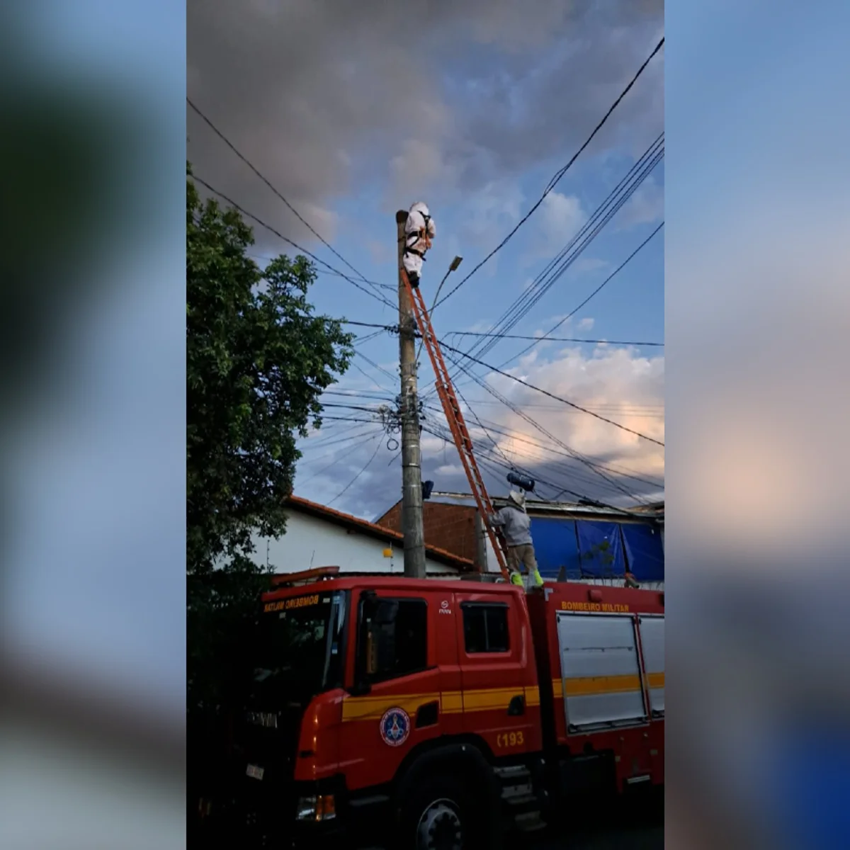 Irmãos são atacados por enxame de abelhas e homem tem parada cardíaca em MG