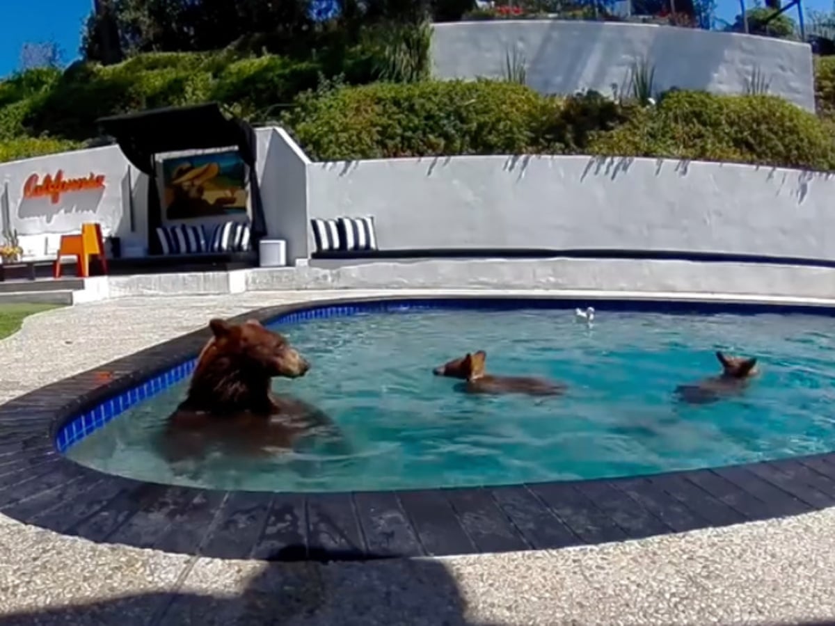 Boas vizinhanças com urso: humanos e animais aprendem a viver juntos em uma Los Angeles em expansão