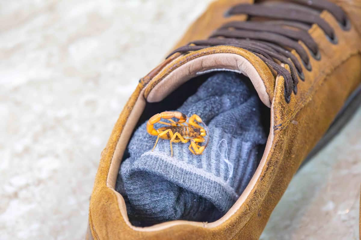 Escorpiões aparecem mais no calor e podem entrar em apartamentos; veja como evitar o risco em casa