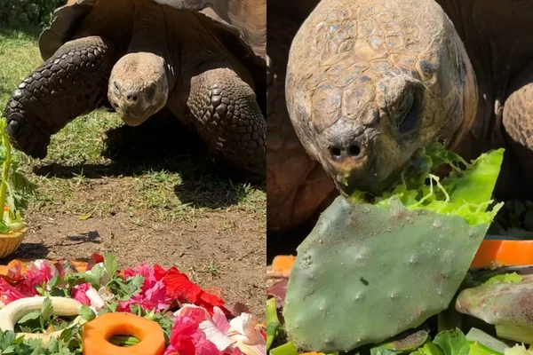 Tartaruga-gigante-de-Galápagos comemora 60 anos com banquete especial