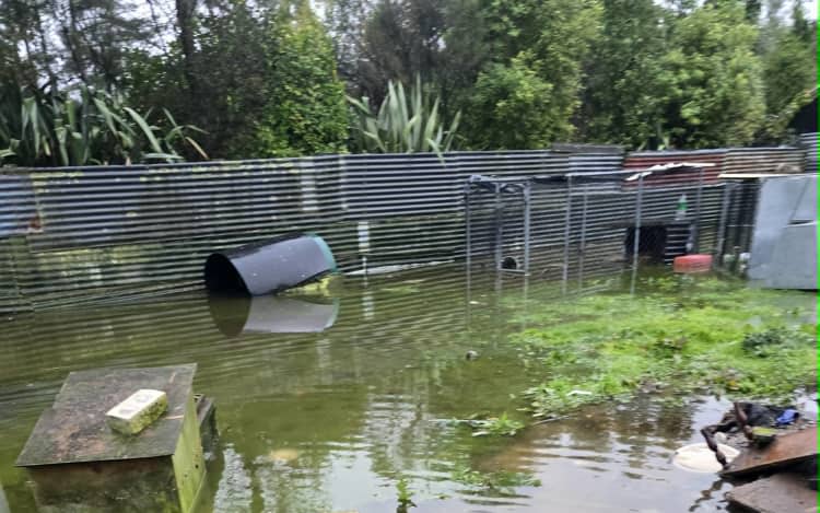 Flooding at the Tarena St, Mamaku property where drains are at exceptionally high levels of E coli.