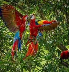 Duas araracangas, ou araras-vermelhas-pequenas, se bicando na floresta, com uma terceira observando do galho de uma árvore Foto: Getty Images / BBC News Brasil