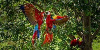 Duas araracangas, ou araras-vermelhas-pequenas, se bicando na floresta, com uma terceira observando do galho de uma árvore Foto: Getty Images / BBC News Brasil