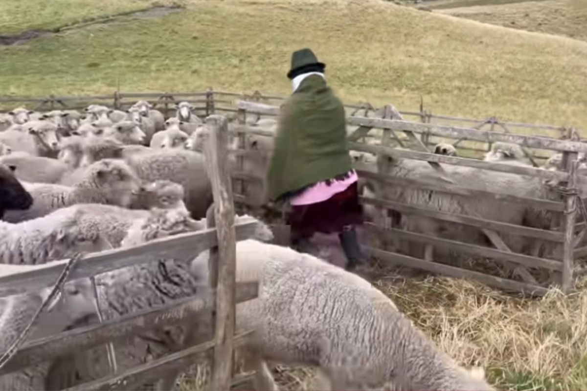 Homem de 71 anos cuida de 150 ovelhas em montanhas a 4 mil metros