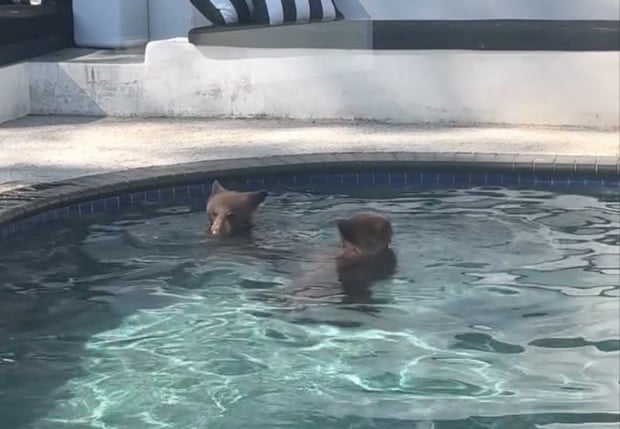 Boas vizinhanças com urso: humanos e animais aprendem a viver juntos em uma Los Angeles em expansão