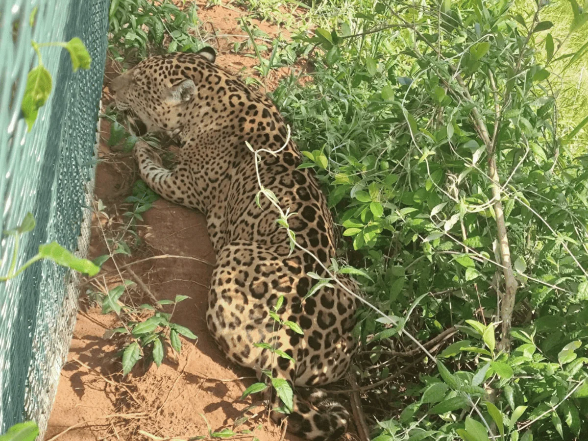Encontrada em rodovia de SP, onça é conduzida de volta à parque estadual
