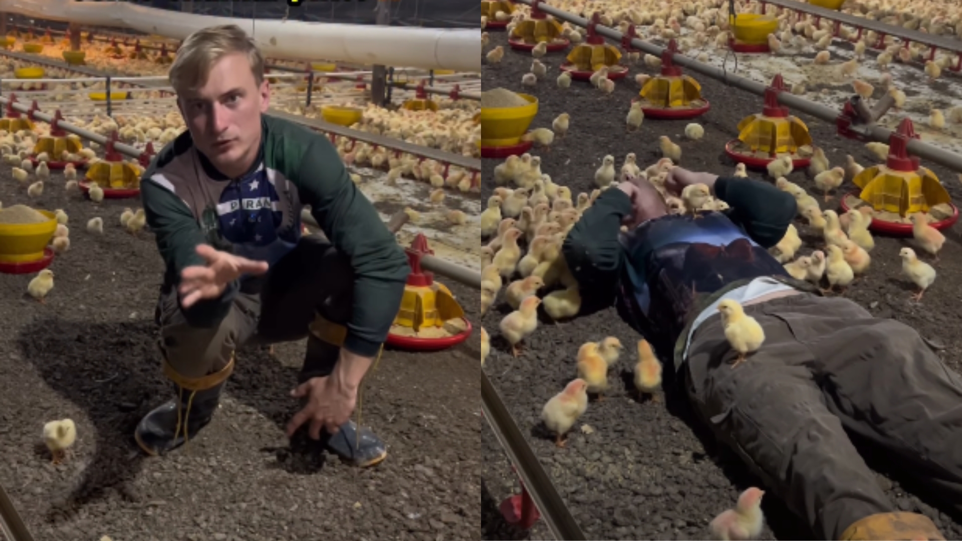Agroboy viraliza com tutorial para chamar pintinhos na roça