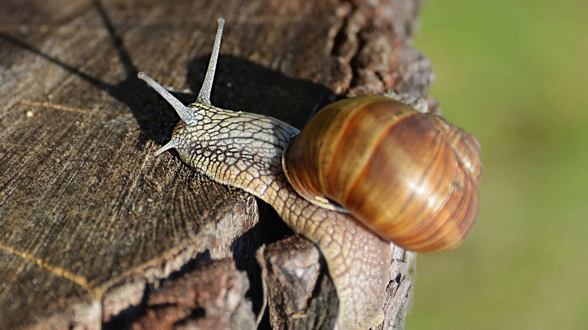 Concha de caracol pode guardar pistas de ciclones e chuvas do passado
