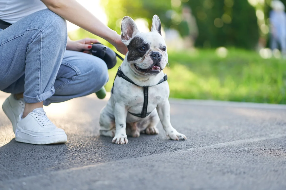 Imagem da matéria: Asfalto quente: como evitar queimaduras nas patas do seu cachorro