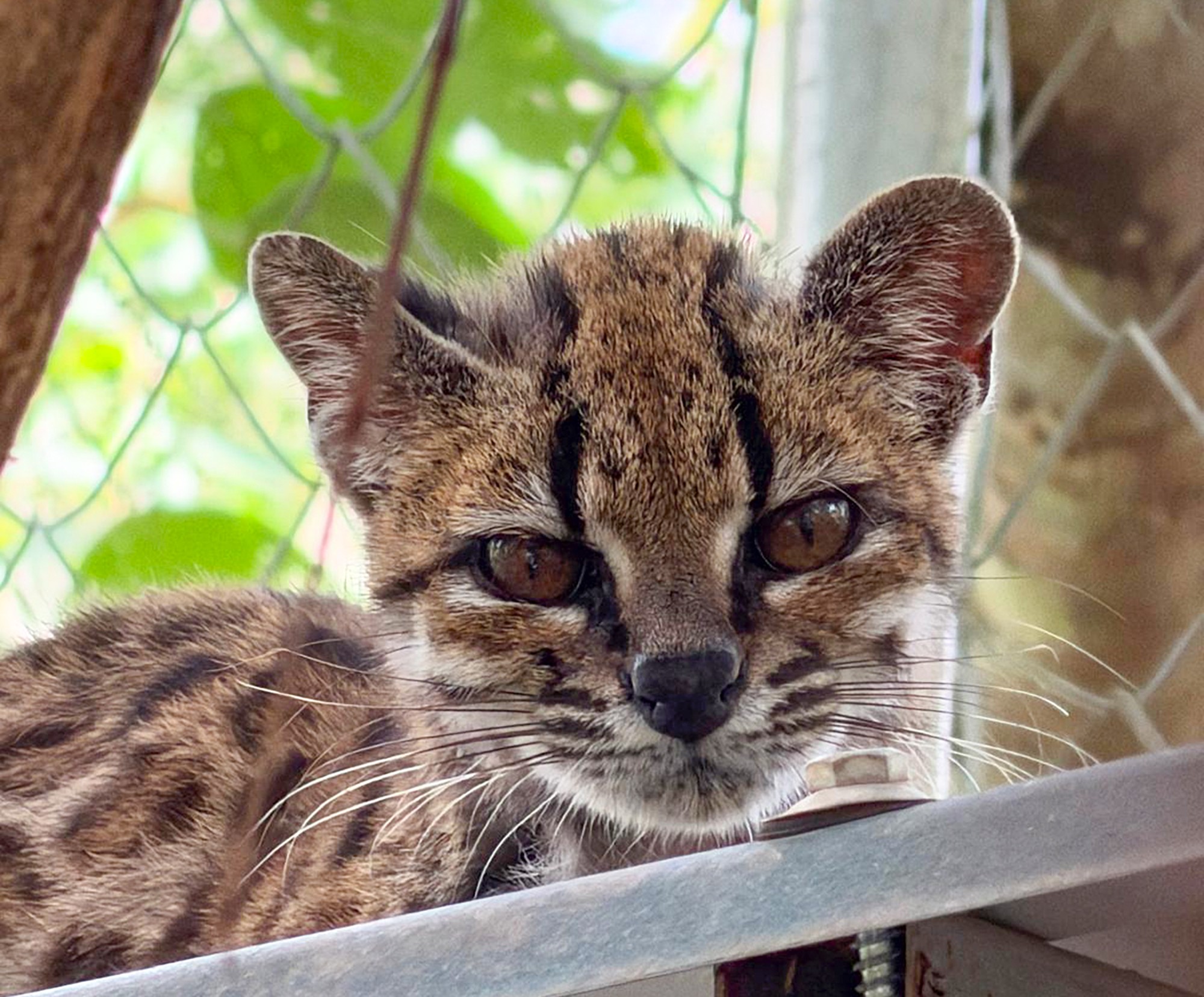 Onça em miniatura: Conheça o tilcayo, primeira espécie de felino descrita em mais de 100 anos que de pet nada tem