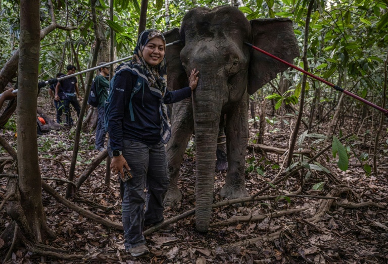 O 'falador de elefantes' da Malásia luta para salvar os gigantes em perigo na Bornéu