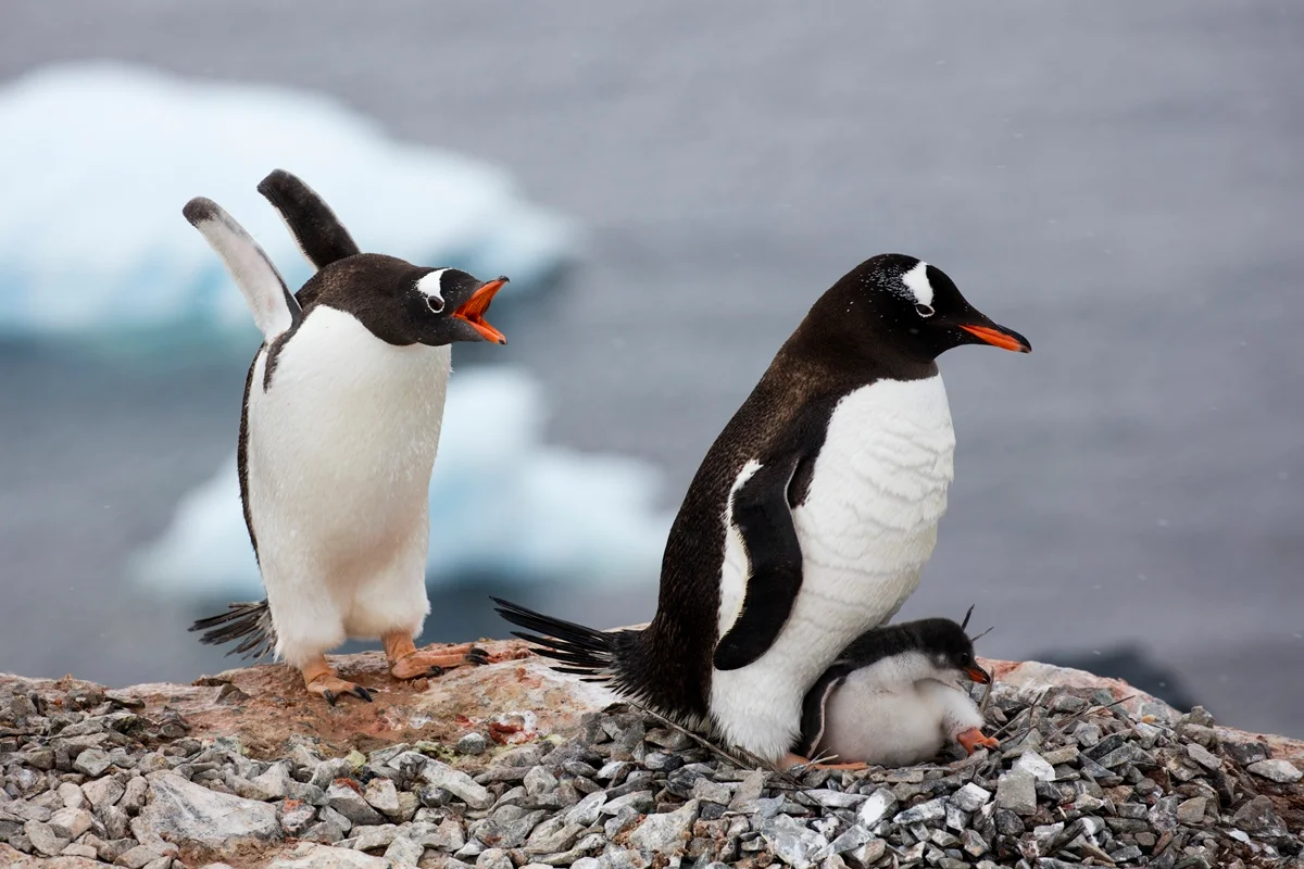 Imagem colorida mostra pinguins - Metrópoles