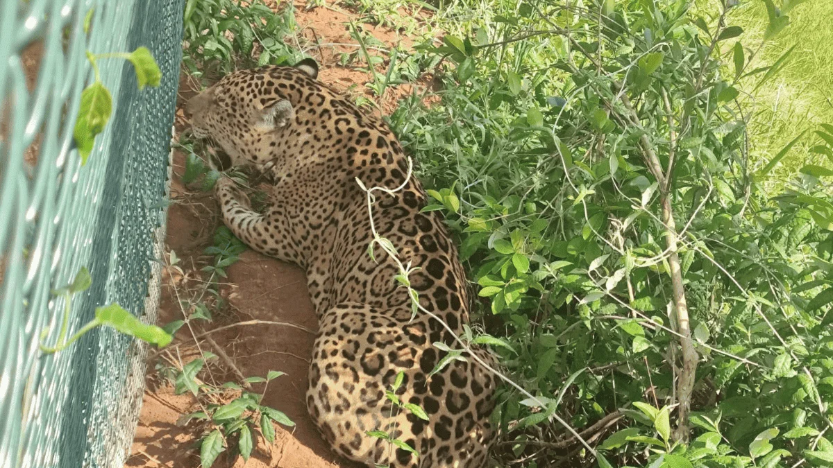 Encontrada em rodovia de SP, onça é conduzida de volta à parque estadual