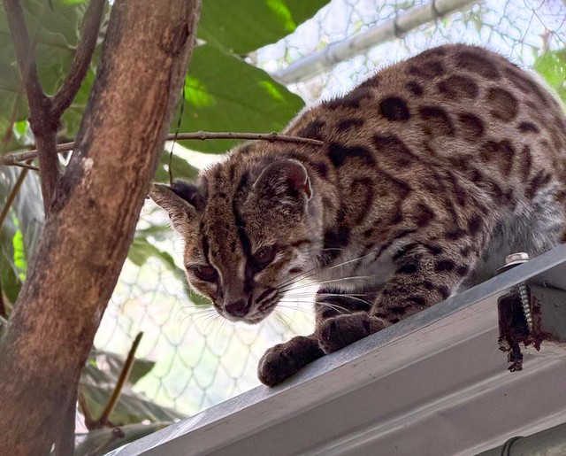 Onça em miniatura: Conheça o tilcayo, primeira espécie de felino descrita em mais de 100 anos que de pet nada tem