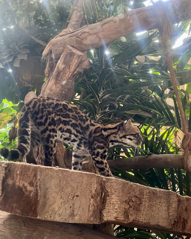 Onça em miniatura: Conheça o tilcayo, primeira espécie de felino descrita em mais de 100 anos que de pet nada tem