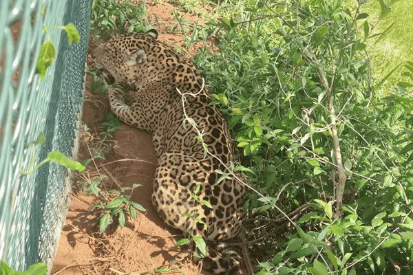 Encontrada em rodovia de SP, onça é conduzida de volta à parque estadual