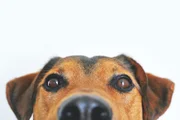 Asfalto quente: como evitar queimaduras nas patas do seu cachorro