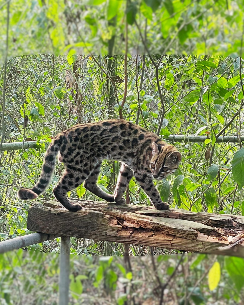 Onça em miniatura: Conheça o tilcayo, primeira espécie de felino descrita em mais de 100 anos que de pet nada tem