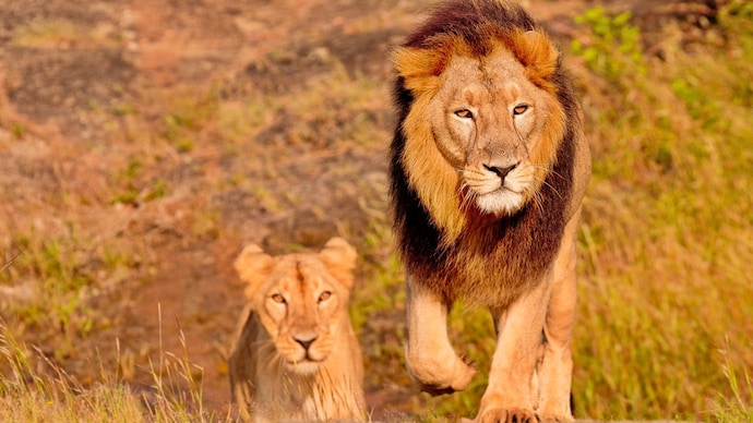 Imagem da matéria: Encontraram-se dez leões mortos na reserva de Ngorongoro, na Tanzânia; suspeita-se de envenenamento.