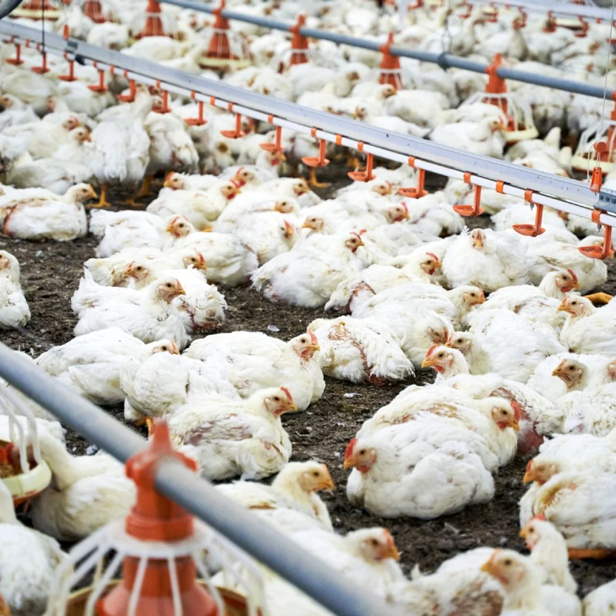UE aceita protocolo do Brasil e prepara volta das exportações de frango