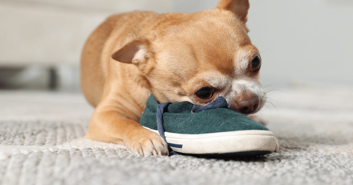 Por que o cachorro rói móveis e objetos? Veja 7 dicas para lidar com o comportamento
