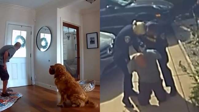 Golden tenta brincar com bandido que invadiu casa; vídeo