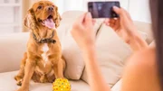 Asfalto quente: como evitar queimaduras nas patas do seu cachorro