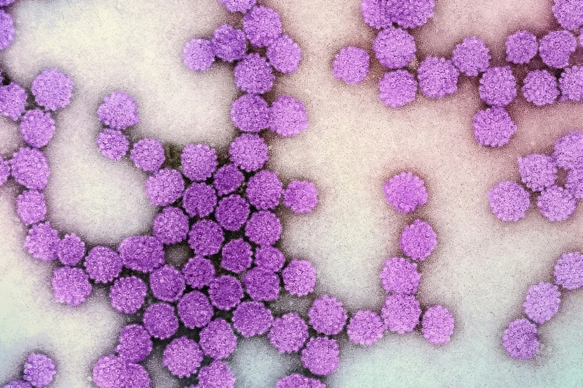 Terapia epigenética pode reduzir atividade do vírus da hepatite B