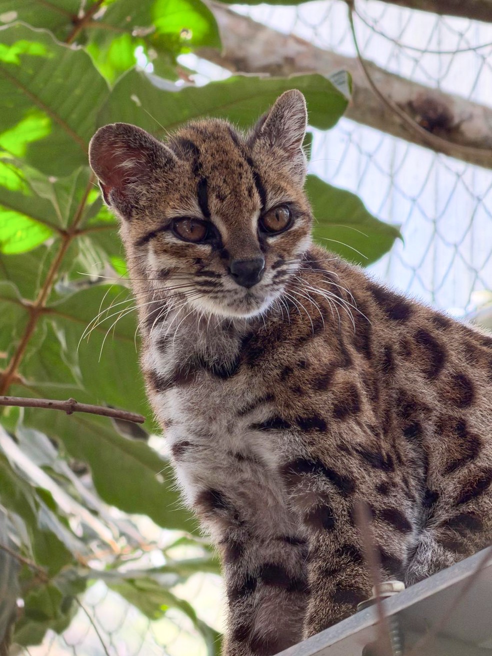 Onça em miniatura: Conheça o tilcayo, primeira espécie de felino descrita em mais de 100 anos que de pet nada tem