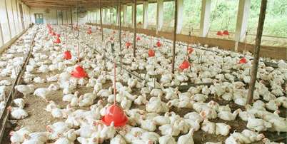 Suspensão também inclui aves vivas e ovos férteis após detecção da doença em uma granja comercial Foto: Waldemar Padovani/Estadão / Estadão