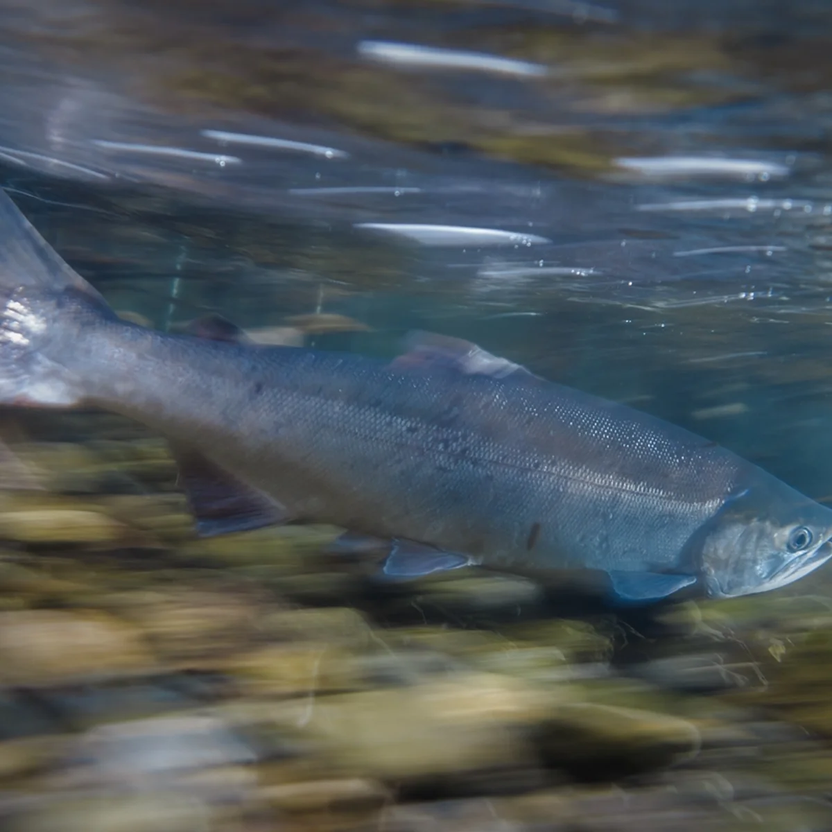 Ciclo de vida e reprodução dos salmões podem transformar peixes em zumbis