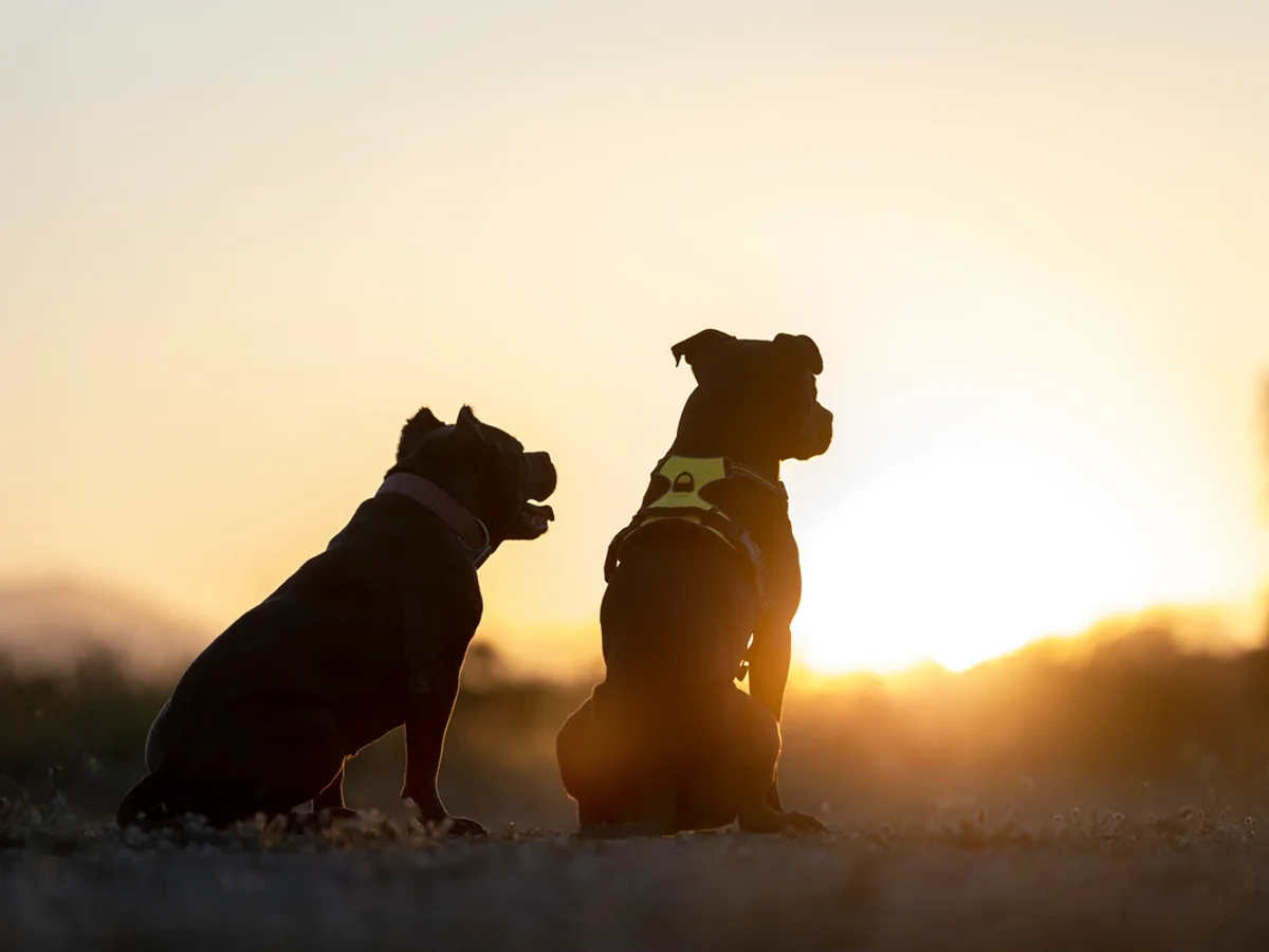 Calor extremo: tutores devem tomar cuidado para evitar hipertermia em pets
