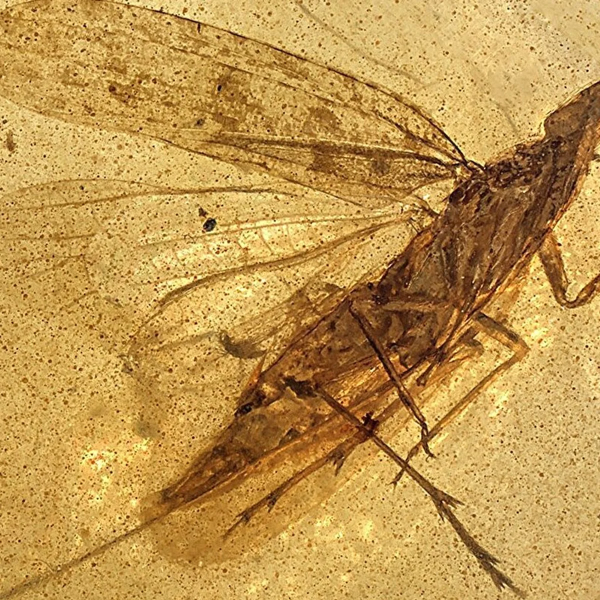 Fóssil revela nova espécie de inseto que viveu na era dos dinossauros