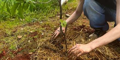 Mudas de &aacute;rvores frut&iacute;feras s&atilde;o plantadas em S&atilde;o Paulo; objetivo &eacute; contribuir com alternativas para enfrentar as mudan&ccedil;as clim&aacute;ticas Foto: Divulga&ccedil;&atilde;o / Tide Set&uacute;bal