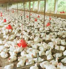 Suspensão também inclui aves vivas e ovos férteis após detecção da doença em uma granja comercial Foto: Waldemar Padovani/Estadão / Estadão
