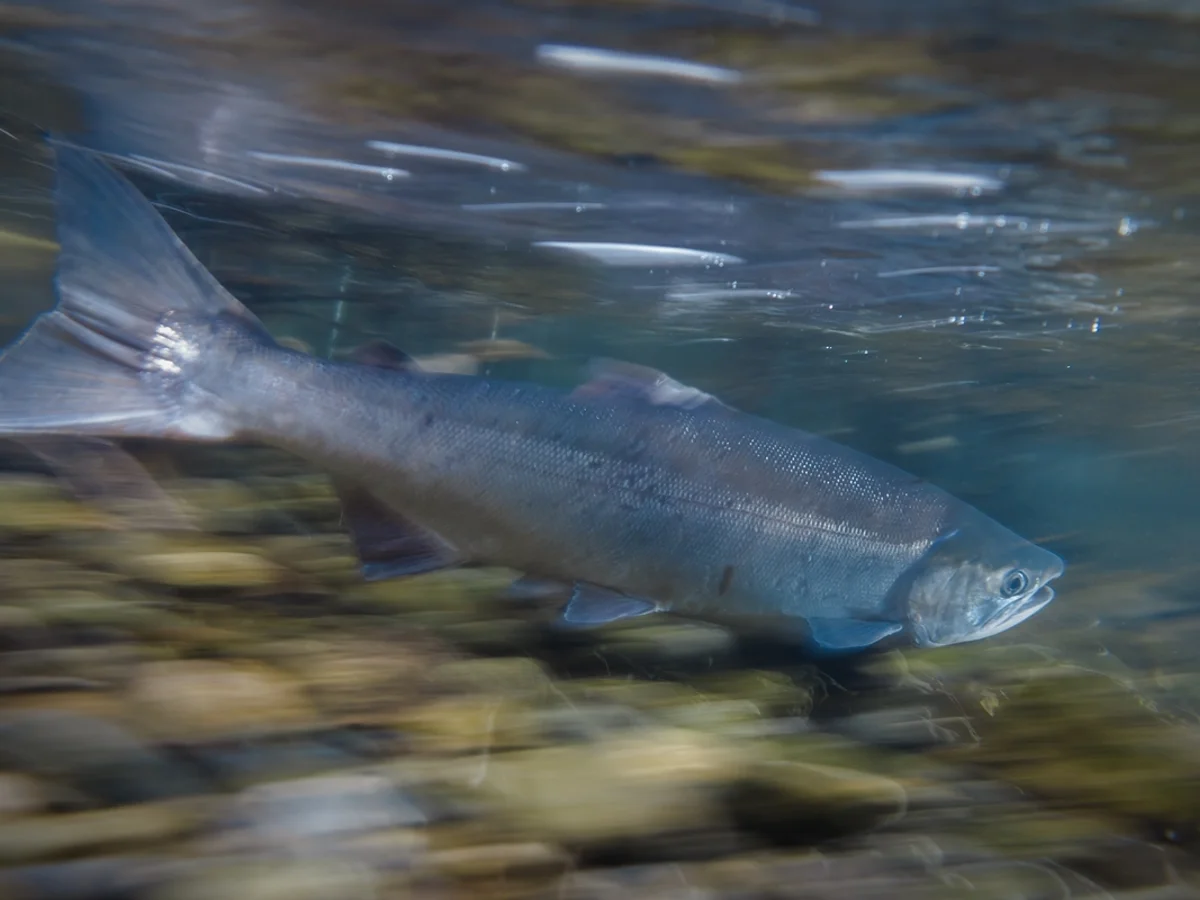 Ciclo de vida e reprodução dos salmões podem transformar peixes em zumbis
