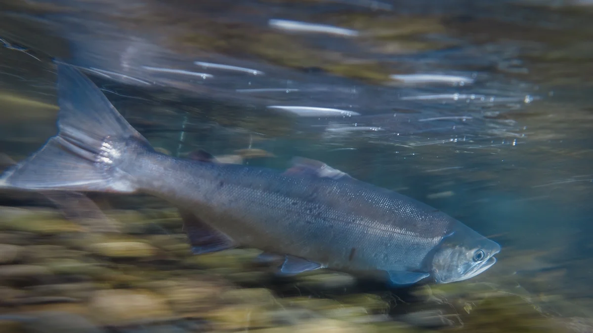 Ciclo de vida e reprodução dos salmões podem transformar peixes em zumbis