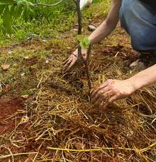 Mudas de árvores frutíferas são plantadas em São Paulo; objetivo é contribuir com alternativas para enfrentar as mudanças climáticas Foto: Divulgação / Tide Setúbal